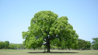 広い芝生でのんびり