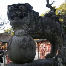 こま犬にもいろんな種類があって興味深い