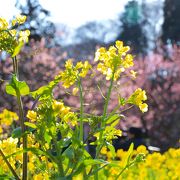 梅と菜の花が咲いていました