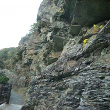 灯台から駐車場への帰り道。黄色い花が咲いていました。