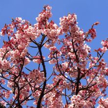 濃いピンクのあたみ桜