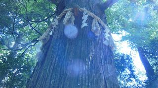 すばらしい大木です