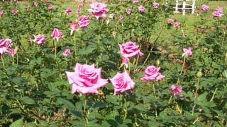 イベント広場の近くにバラ園があります