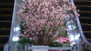 柏住民の生活の場