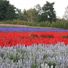 虹色のラベンダー畑