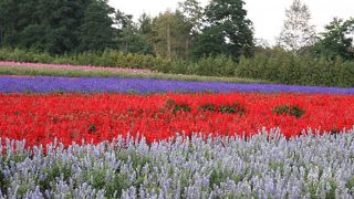 できれば見頃に訪れたいです