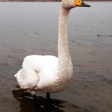 餌を無心した馴れ馴れしい白鳥