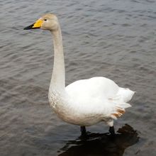 こちらは警戒心強く、餌を貰えないと判るとすぐに湖に戻った白鳥