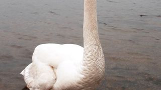 新千歳空港の近くで白鳥に逢えます。