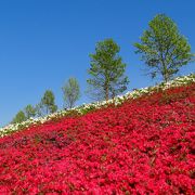 ４月５月はみごとなツツジを見ることができます。