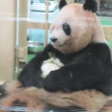 パンダの赤ちゃん分かりますか！？