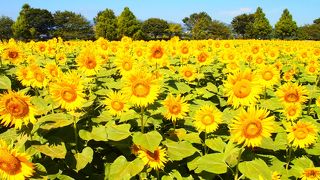 神奈川県民は１度は訪れるべき！