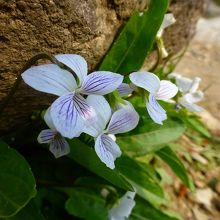 スミレも展望台で咲いていましたね