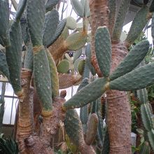 温室内のサボテン