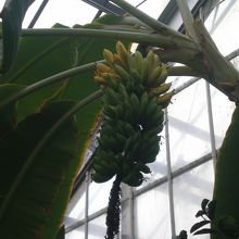 バナナもありました