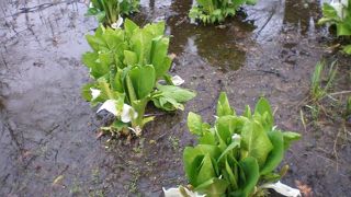 みどりの日は入場無料