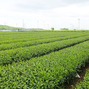 JRの駅からすぐ近くの茶畑