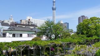 藤棚もきれいでしたが，亀がいっぱいいますね．