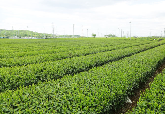 JRの駅からすぐ近くの茶畑