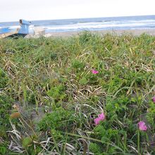 近くの海岸に本当に野生のハマナスがありました。