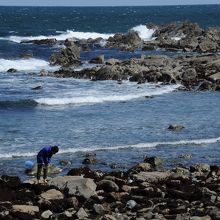 磯浜は生き物の観察に好適