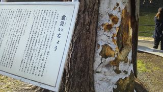 関東大震災で残ったイチョウ