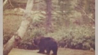 ヒグマを真近に！