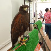 ショーに出演した鳥達を間近に見られる