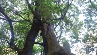 1000年大楠が良いですね