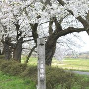 桜のトンネルが綺麗です