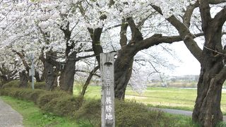 桜のトンネルが綺麗です