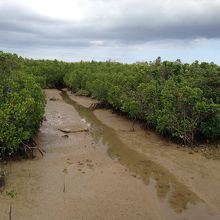 干潟にはカニがたくさんいます。