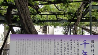 国領神社（調布）の藤