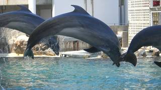 セイウチが大きい！！