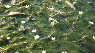 白い花が水面に！