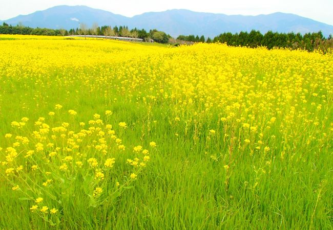 奈義町 菜の花 クチコミ アクセス 営業時間 美作 湯郷温泉 フォートラベル