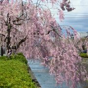 絶対で観て下さい！絶景です！「天童市　倉津川しだれ桜」〜山形〜