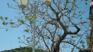 日本でもジャカランダが見られるなんてカンゲキ！