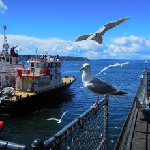 Ivarsには海鳥がエサをもらえるので近くまでやってきます