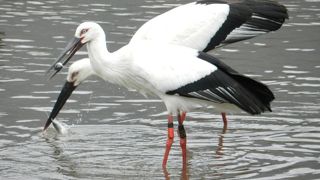 たくさんのコウノトリ！