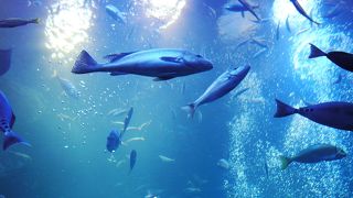 年間パスポートが随分おとく