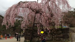 2013年はGW後半が見ごろ