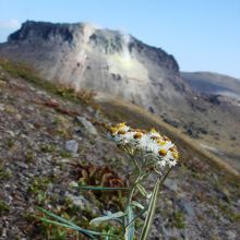 ヤマハハコを前景に溶岩ドームをのぞむ。