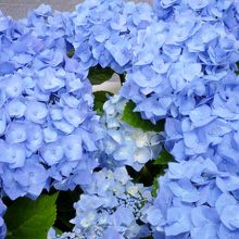 アジサイが涼しげ