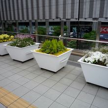 お花がきれいです