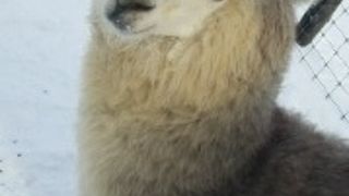 アルパカに会うなら剣淵☆