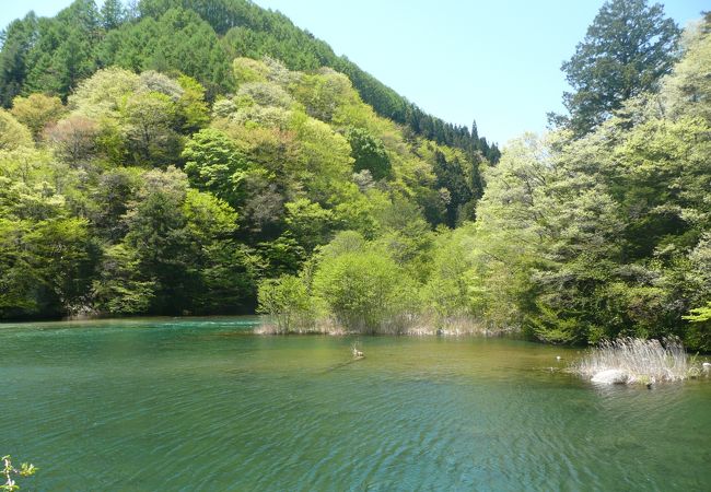 桜が満開でした。