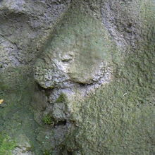 歩道沿いの岩．．．顔に見えたので。