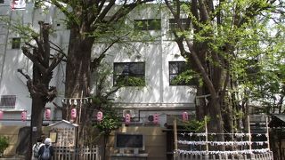 立派な 「ご神木 夫婦公孫樹」 があります