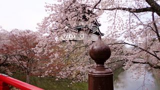 連休明けに満開に